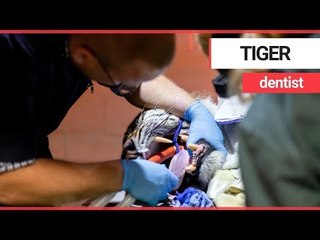 Brave dentist performs root canal on sleeping TIGER | SWNS TV