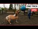 Pony becomes obsessed with playing FOOTBALL | SWNS TV