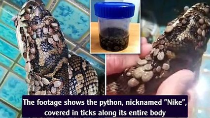 Snake Catcher Saves Python Found With 511 Ticks On Its Body