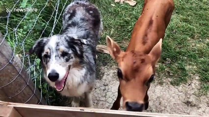 No longer a man's best friend: dog and calf become the cutest duo