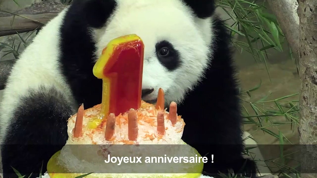 Malaisie: première bougie pour un panda au zoo...