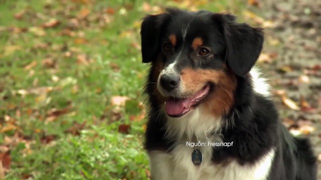 MS 10 GIỐNG CHÓ CUTE PHÔ MAI QUE NHƯNG LẠI LÀ SAI LẦM NẾU NUÔI TRONG NHÀ CÓ TRẺ NHỎ