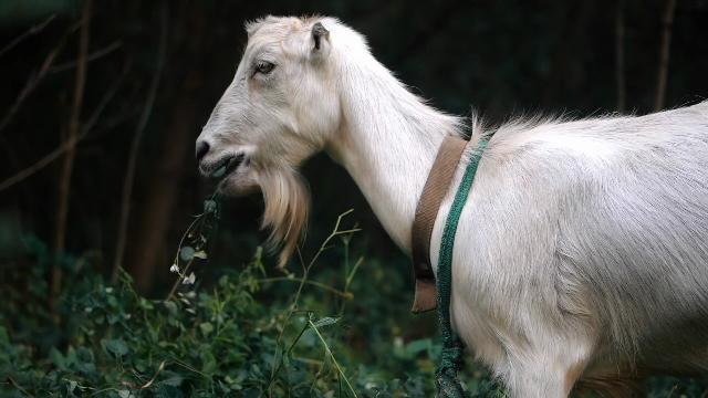 'Goat Fund Me' Wants to Hire Goats to Help Prevent Wildfires