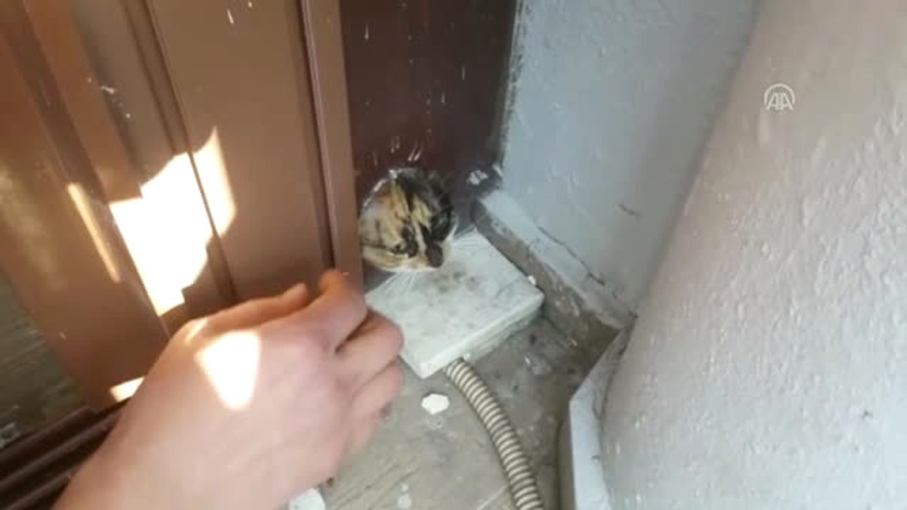 Başı Kapının Pervazındaki Deliğe Sıkışan Kedi Kurtarıldı