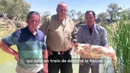 Australie : près d'un million de poissons retrouvés morts dans un fleuve