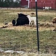 Lamb and piglet use cow as personal jungle gym