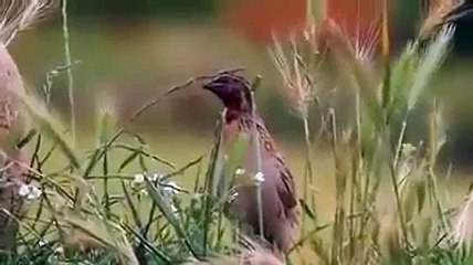 About Quail, Batair ki malumat or awazz - full detail in [Urdu / Hindi]