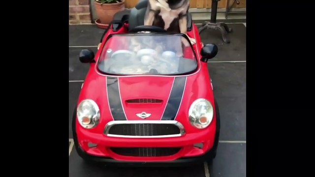 Schumacher ? Ce Bulldog conduit sa propre voiture électrique !