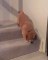 Trop mignon, ce bébé chiot a peur de descendre les escaliers !