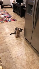 Kitty Cleans Prairie Dog Pal