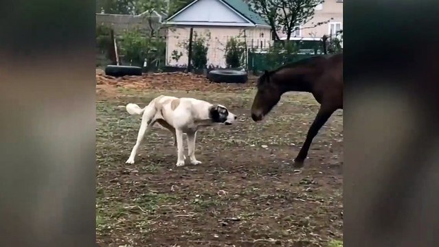 Une chienne et une jument jouent ensemble !