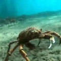 Un crabe courageux vient montrer à ce plongeur qui est le boss