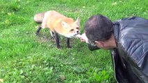 Cet homme nourrit un renard sauvage... Adorable