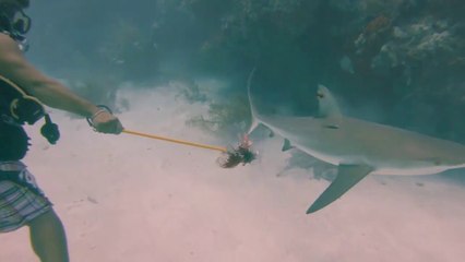 Un plongeur se fait charger par un requin et se fait voler sa caméra