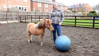 Pony becomes obsessed with playing soccer