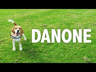 Passeando com o Danone pelos parques de Dublin