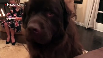 Vea la reacción de este enorme perro ante un juguete a control remoto