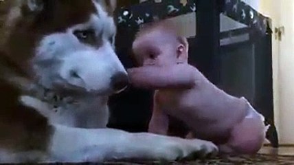 Bebé rasteja até Husky e sua reação deixa toda a internet derretida