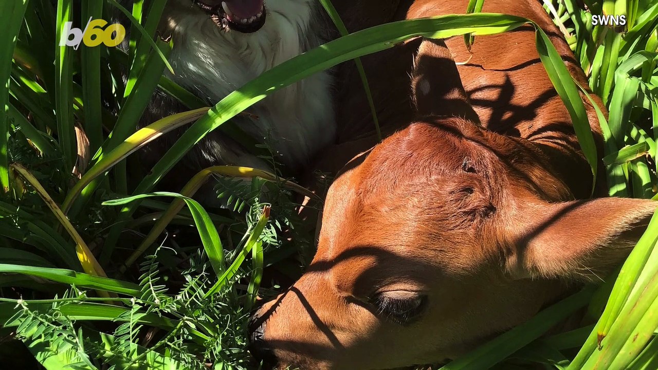 Dog and cow are best friends furrrever