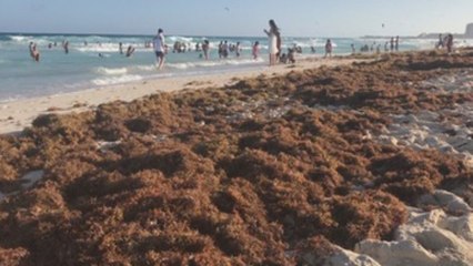 La producción de hongos surge como solución a la crisis del sargazo en Quintana Roo