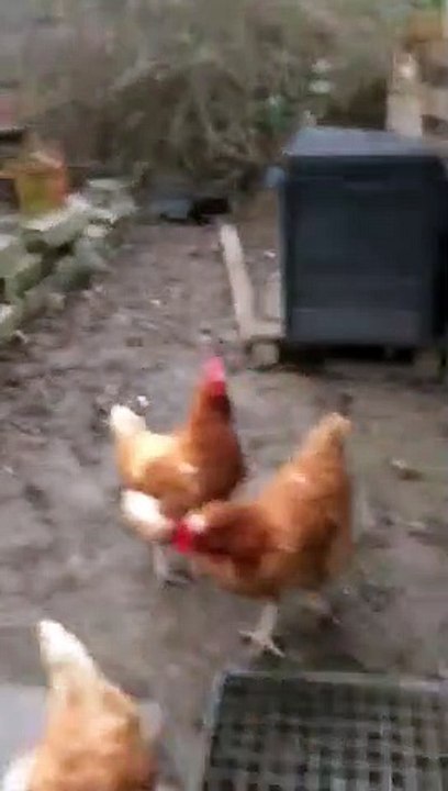 Rabye Bouden 2019 L INGRATITUDE ( EL NAKARINE EL 3ECHRA)