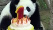 Cumpleaños con pastel de hielo para panda de Malasia