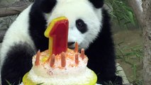 Cumpleaños con pastel de hielo para panda de Malasia