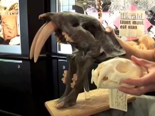 Big Cat Rescue - Big Cat Camp Sabertooth Tiger