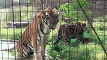 Big Cat Rescue - Do Big Cats Purr