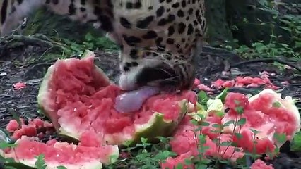 Big Cat Rescue - Big Cats Eat Watermelons