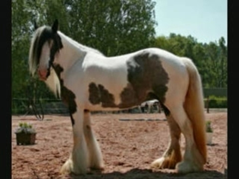L'irish cob