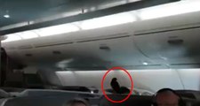 Uçağa Gizlice Giren Karga, Business Class'ta Londra'ya Uçtu