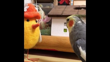 Funny Parrots and Cute Birds Compilation #81 - 2018