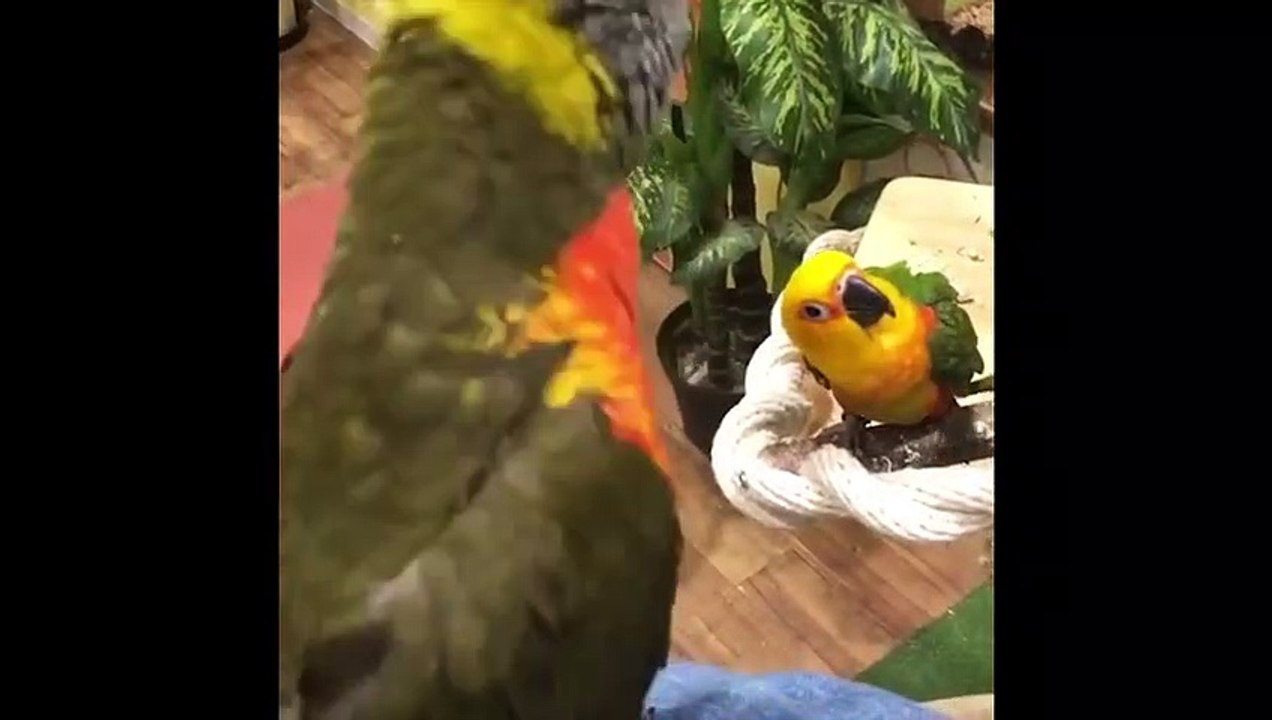 Funny Parrots and Cute Birds Compilation #82 - 2018