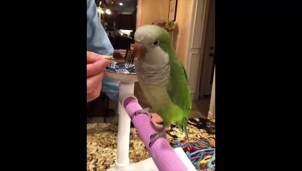 Funny Parrots and Cute Birds Compilation #83 - 2018