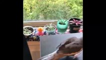 Funny Parrots and Cute Birds Compilation #85 - 2018
