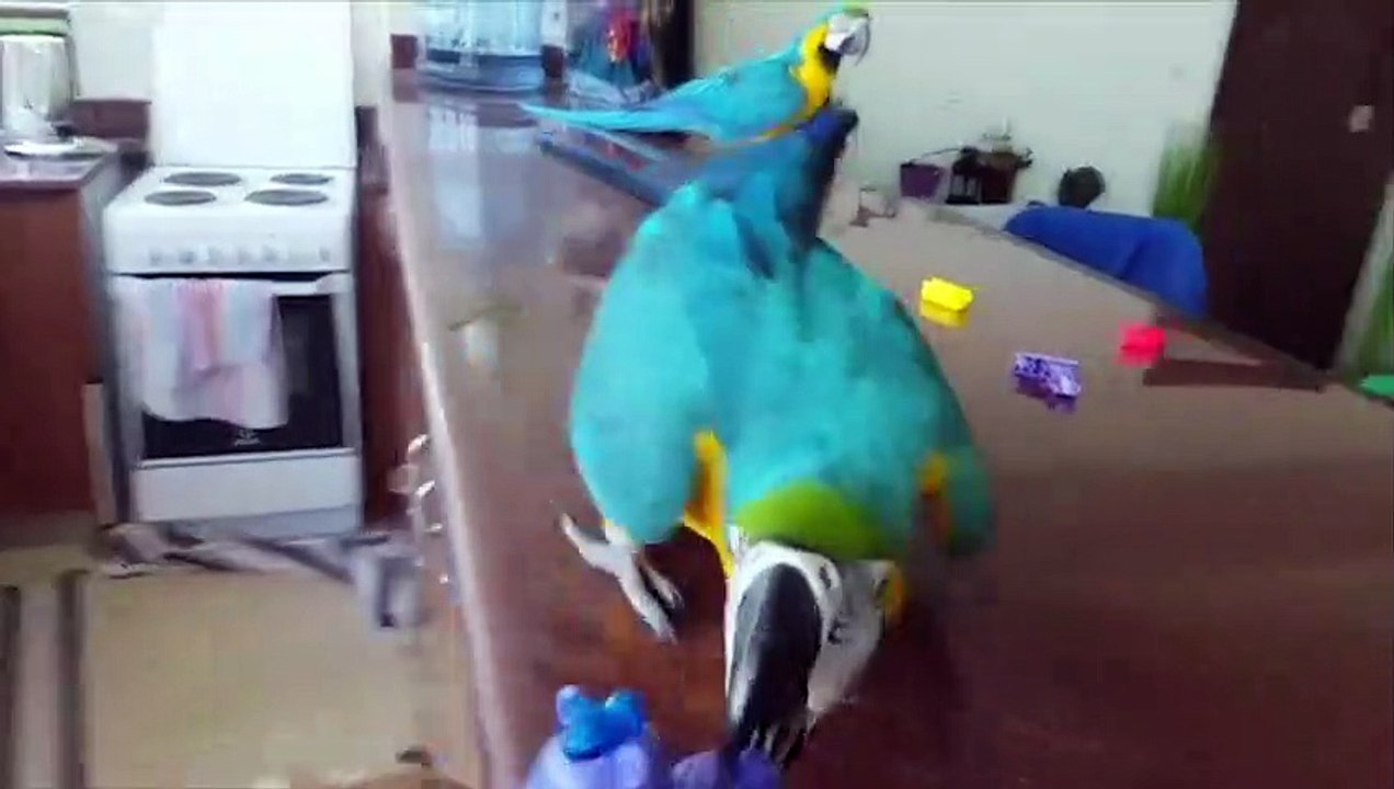 Funny Parrots and Cute Birds Compilation #87 - 2018