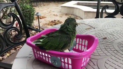 Funny Parrots and Cute Birds Compilation #88 - 2018