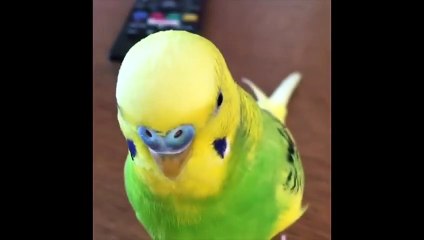Funny Parrots and Cute Birds Compilation #90 - 2018
