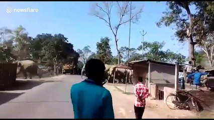 Locals panic as herd of 30 elephants marches through Indian village