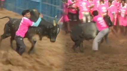 Tamil Nadu में Jallikattu की शुरुआत, देखें बैलों की खतरनाक लड़ाई | Watch Video | वनइंडिया हिंदी