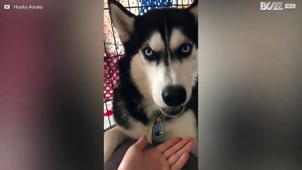 Ce husky déteste les pilules mais adore le jambon!