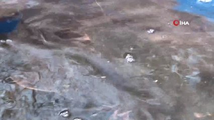 Adana'da 40 Yıldır Geçimini Yayın Balığı Satarak Sağlıyor