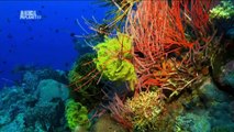 Khoa Học Khám Phá - Phép Màu Của Đại Dương - Bảy Lục Địa (Châu Úc)