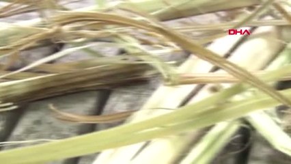 İstanbul- Ziraat Mühendisleri Odası'ndan Kenevir Üretimi Kararına Destek