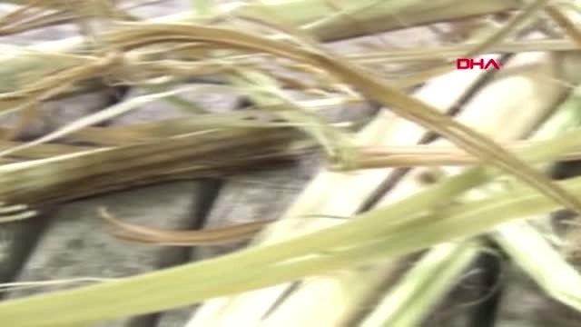 İstanbul- Ziraat Mühendisleri Odası'ndan Kenevir Üretimi Kararına Destek