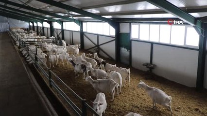 Kravattan Sıkıldı, Keçi Çiftliği Kurdu