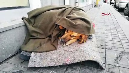 Soğukta üşüyen köpeği battaniye ile ısıttılar