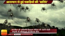 VIRAL VIDEO: आसमान से हुई मकड़ियों की 'बारिश’,Spiders Appear To 'Rain From The Sky' In Brazil