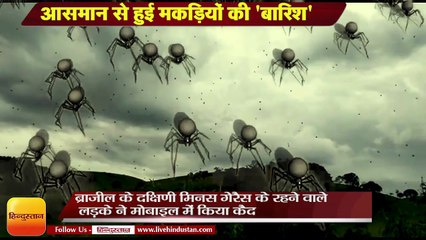 VIRAL VIDEO: आसमान से हुई मकड़ियों की 'बारिश’,Spiders Appear To 'Rain From The Sky' In Brazil